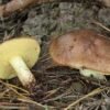 Buy Top Quality Canned Suillus Granulatus Mushroom