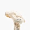 Buy Avery’s Albino Magic Mushrooms